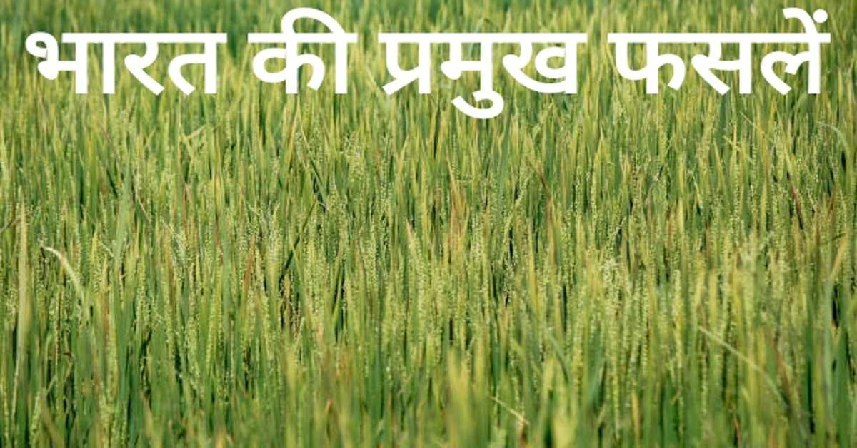 भारत की प्रमुख फसलें | Main Crops Of India. 