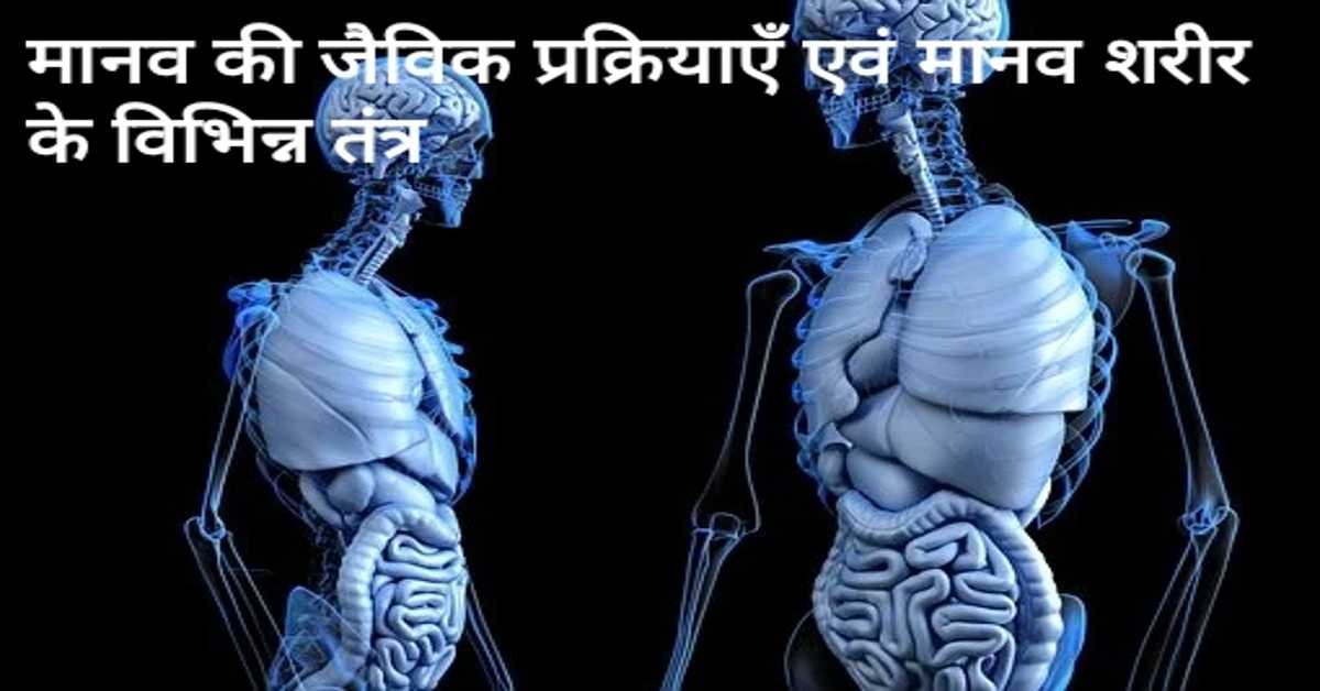 मानव की जैविक प्रक्रियाएँ एवं मानव शरीर के विभिन्न तंत्र | Human biological processes and various systems of human body.